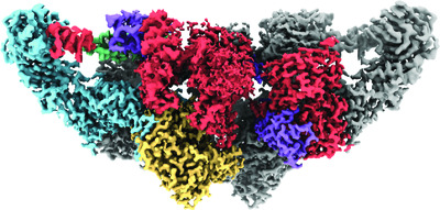 The structure of natively iodinated bovine thyroglobulin