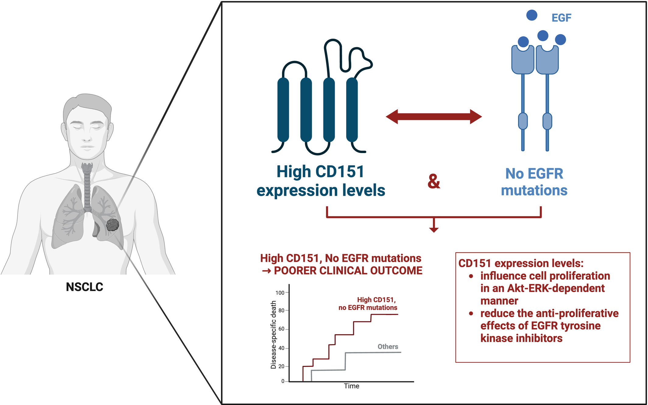 Impact of CD151 overexpression on prognosis and therapy in non-small cell lung cancer patients lacking EGFR mutations