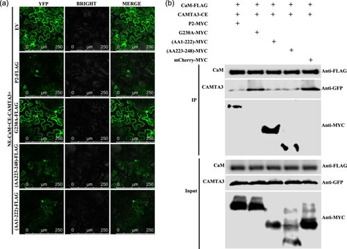 Details are in the caption following the image Details are in the caption following the image
