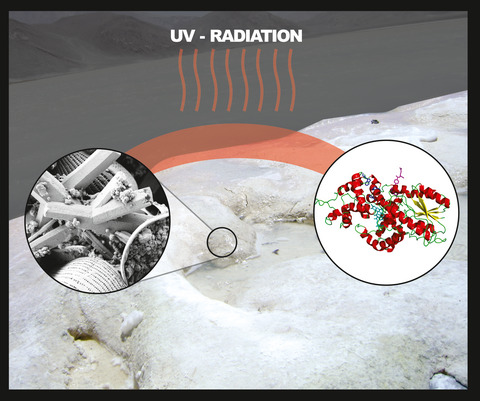 Forged Under the Sun: Life and Art of Extremophiles from Andean Lakes