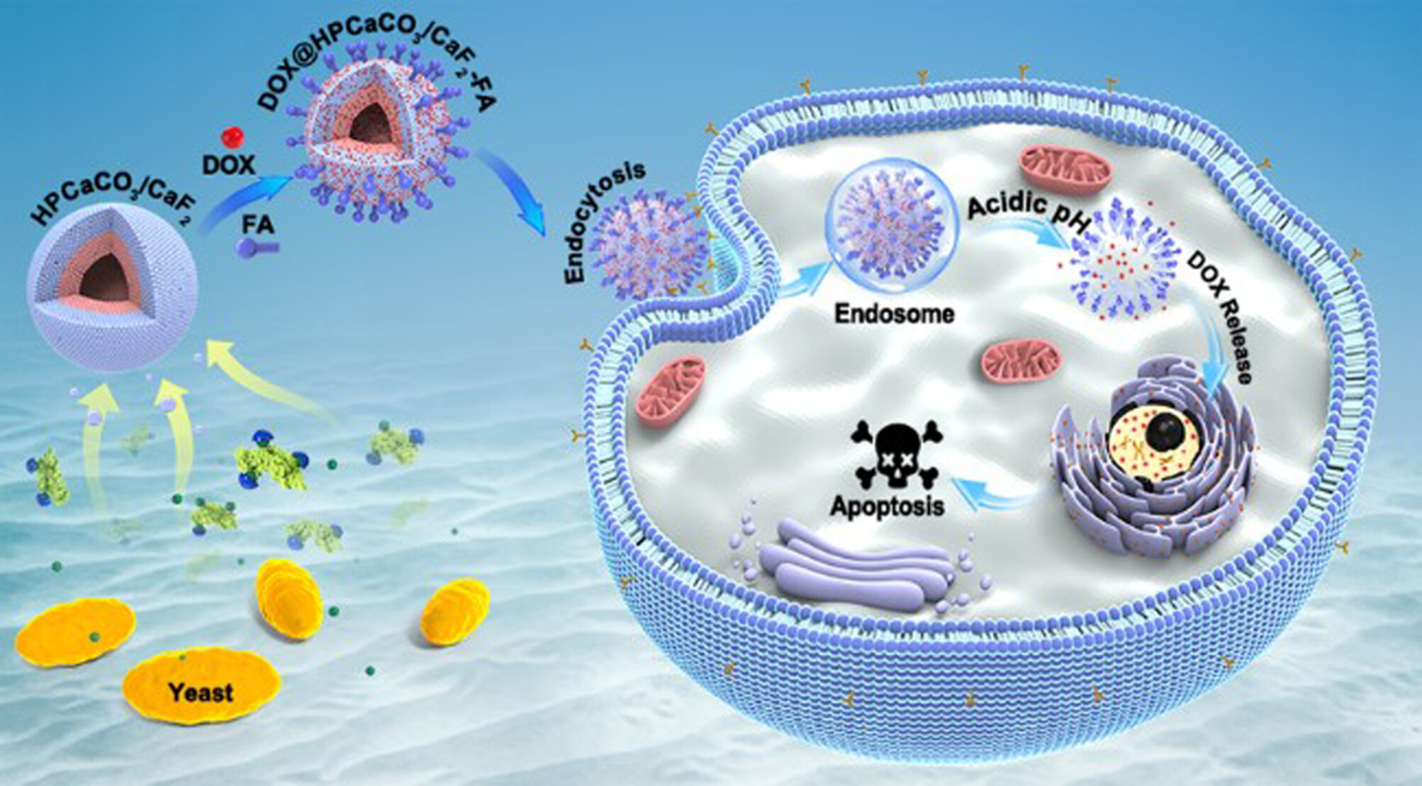 Yeast-Controlled Double-Shelled CaCO3/CaF2 Hollow Nanospheres with Hierarchically Porous for Sustained pH-Sensitive Drug Release