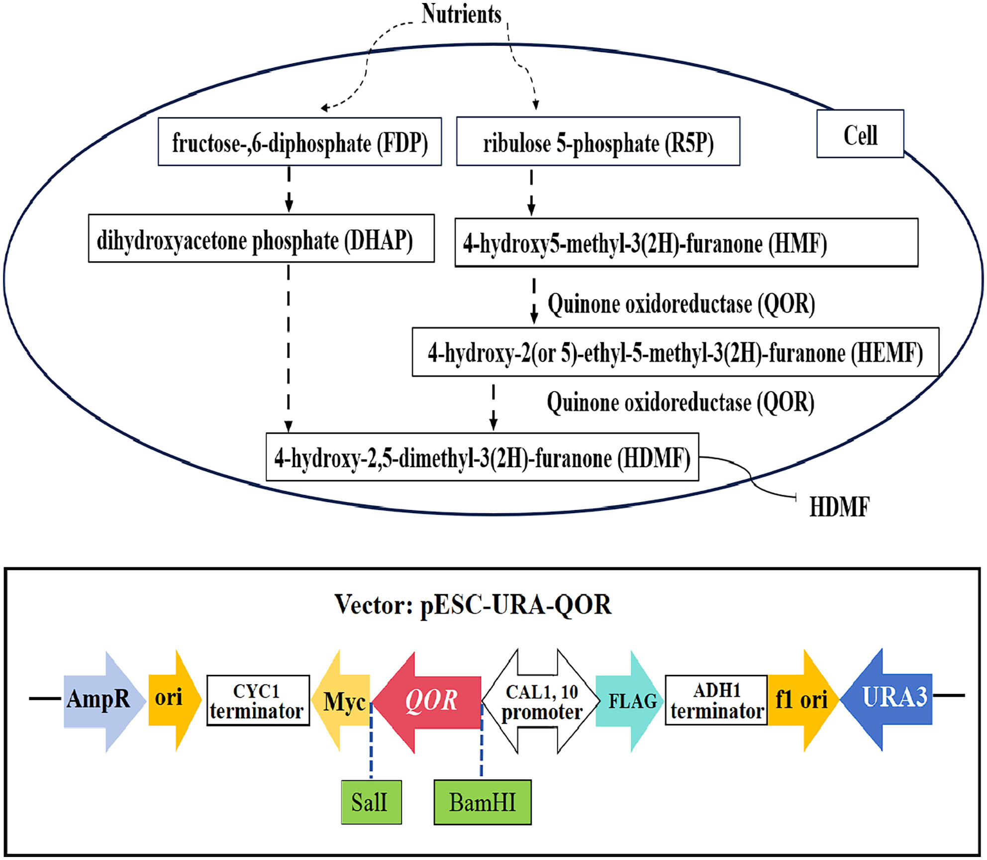 Construction of a Zygosaccharomyces rouxii strain overexpressing the QOR gene for increased HDMF production