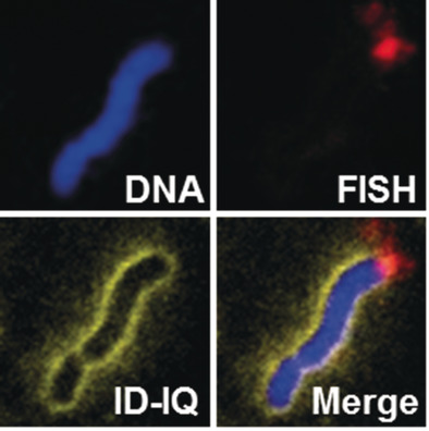 A Small-Molecule AIE Chromosome Periphery Probe for Cytogenetic Studies