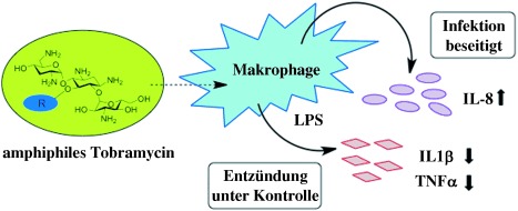 Amphiphilic Tobramycins with Immunomodulatory Properties