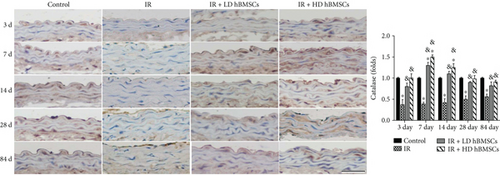 Details are in the caption following the image Details are in the caption following the image