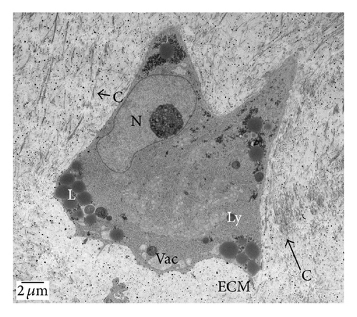 Details are in the caption following the image