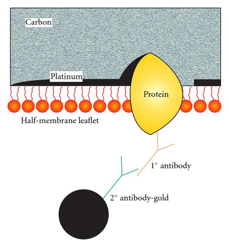 Details are in the caption following the image