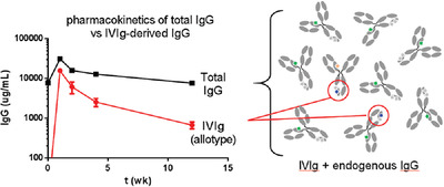 Novel approach to monitor intravenous immunoglobulin pharmacokinetics in humans using polymorphic determinants in IgG1 constant domains