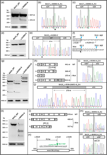Details are in the caption following the image Details are in the caption following the image