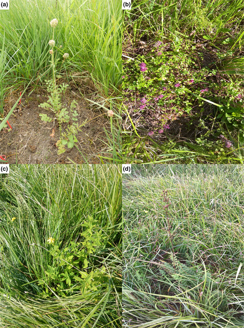 Experimental assessment of biotic and abiotic filters driving community composition