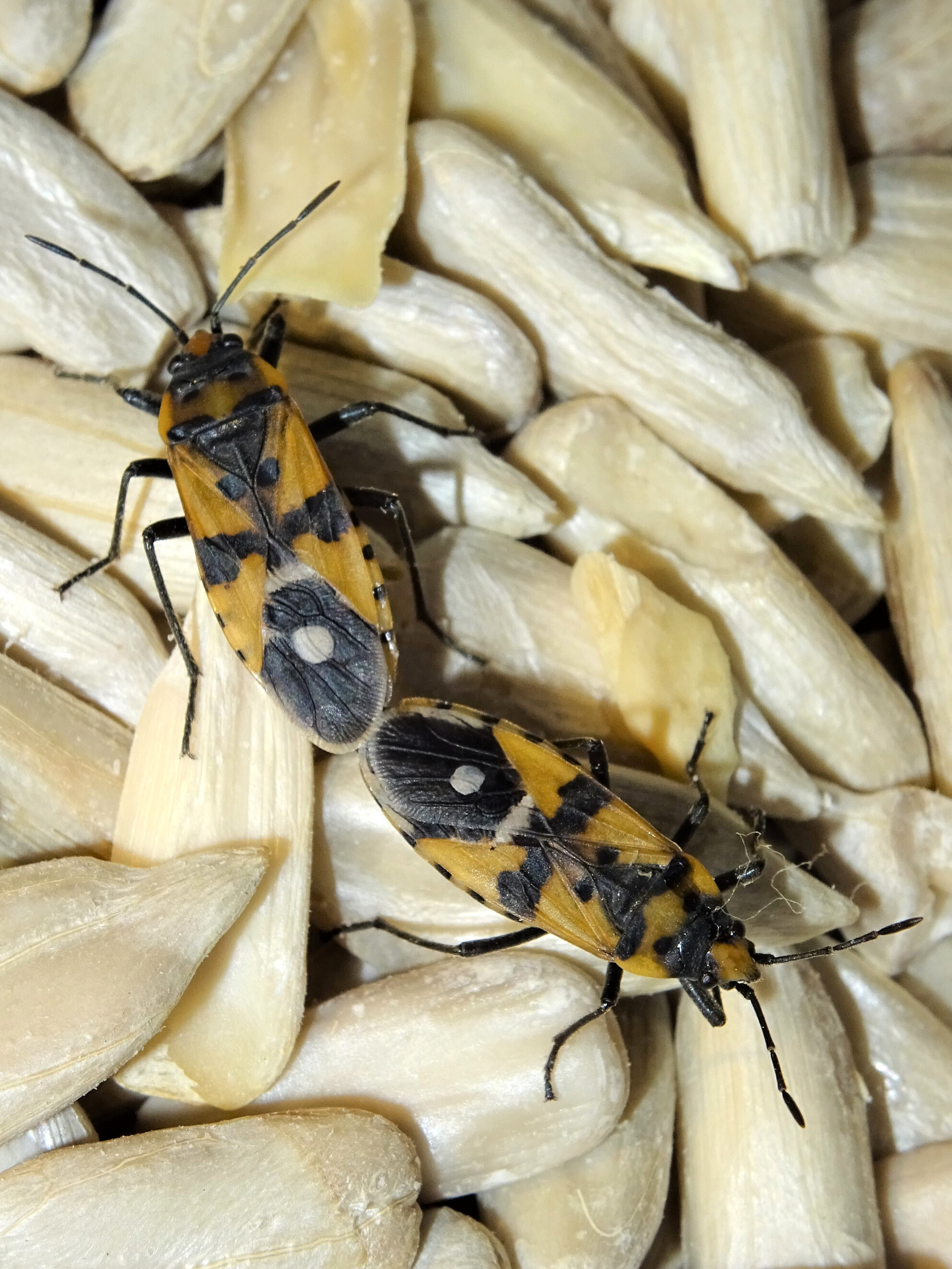 The role of condition on sexual selection in the seed bug Lygaeus simulans