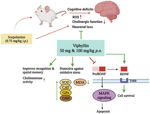 A standardized black pepper seed extract containing β-caryophyllene improves cognitive function in scopolamine-induced amnesia model mice via regulation of brain-derived neurotrophic factor and MAPK proteins