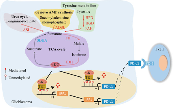 Tyrosine metabolic reprogramming coordinated with the tricarboxylic acid cycle to drive glioma immune evasion by regulating PD-L1 expression
