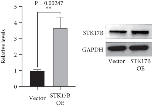 Details are in the caption following the image Details are in the caption following the image