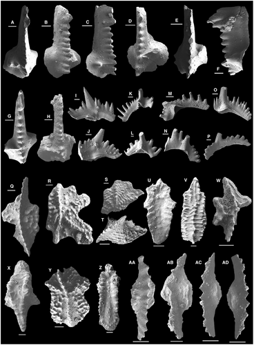 Details are in the caption following the image Details are in the caption following the image