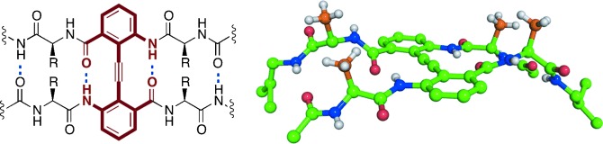 Diphenylacetylene-Linked Peptide Strands Induce Bidirectional β-Sheet Formation