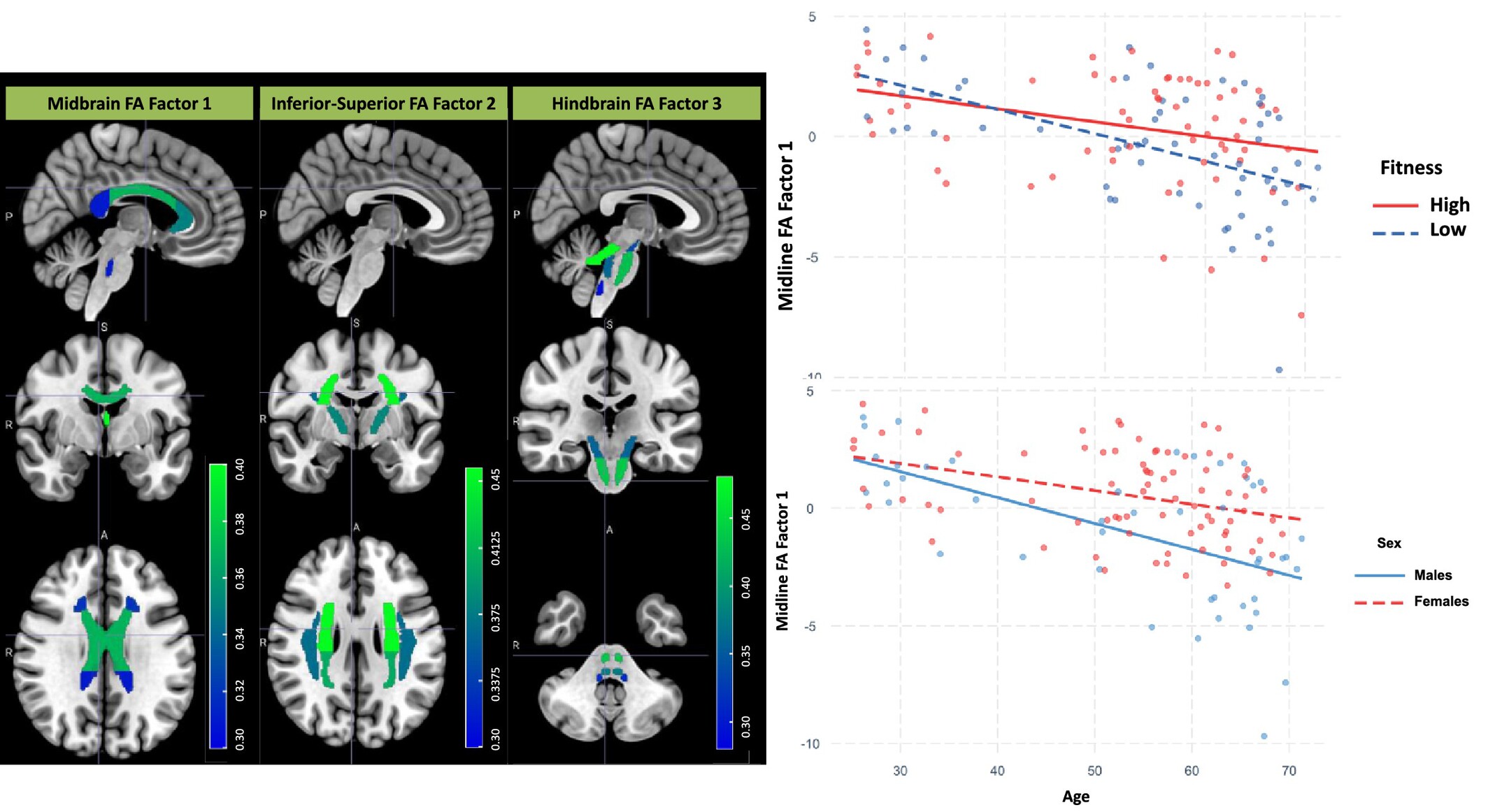 Effects of Aging, Estimated Fitness, and Cerebrovascular Status on White Matter Microstructural Health