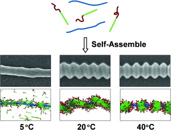 Simulation-Assisted Self-Assembly of Multicomponent Polymers into Hierarchical Assemblies with Varied Morphologies