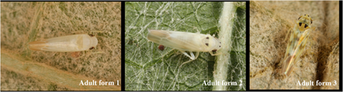 Details are in the caption following the image Details are in the caption following the image