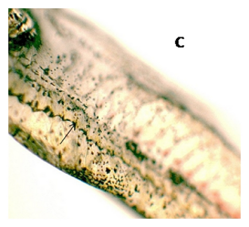 Details are in the caption following the image