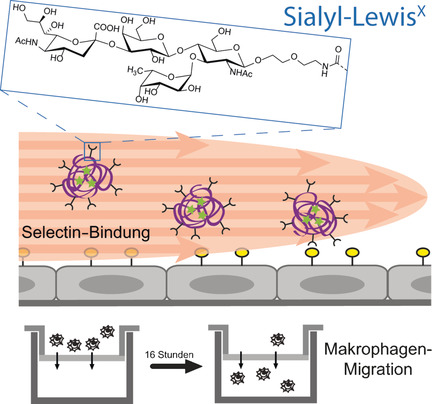 Polymere Selectinliganden als komplexe Glykomimetika: von Selectinbindung bis zur Modifizierung der Makrophagenmigration