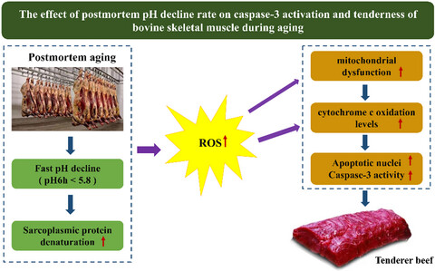 The effect of postmortem pH decline rate on caspase-3 activation and tenderness of bovine skeletal muscle during aging