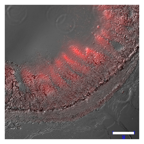 Details are in the caption following the image