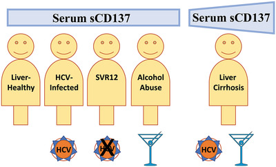 Soluble CD137 is a novel serum marker of liver cirrhosis in patients with hepatitis C and alcohol-associated disease etiology