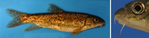 A trait-based approach reveals the feeding selectivity of a small endangered Mediterranean fish