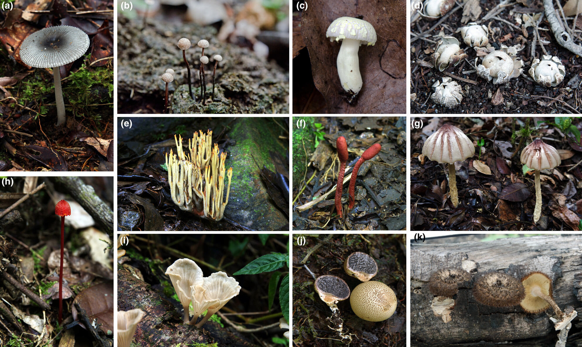 DNA-based fungal diversity in Madagascar and arrival of the ectomycorrhizal fungi to the island