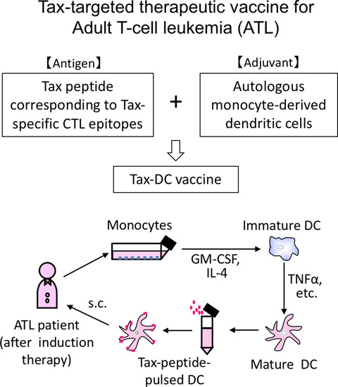 Maintenance of long remission in adult T-cell leukemia by Tax-targeted vaccine: A hope for disease-preventive therapy