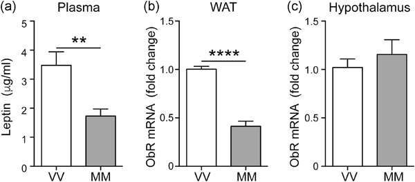 BDNF Val66Met polymorphism alters food intake and hypothalamic BDNF expression in mice