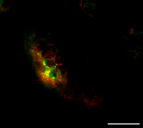 Details are in the caption following the image