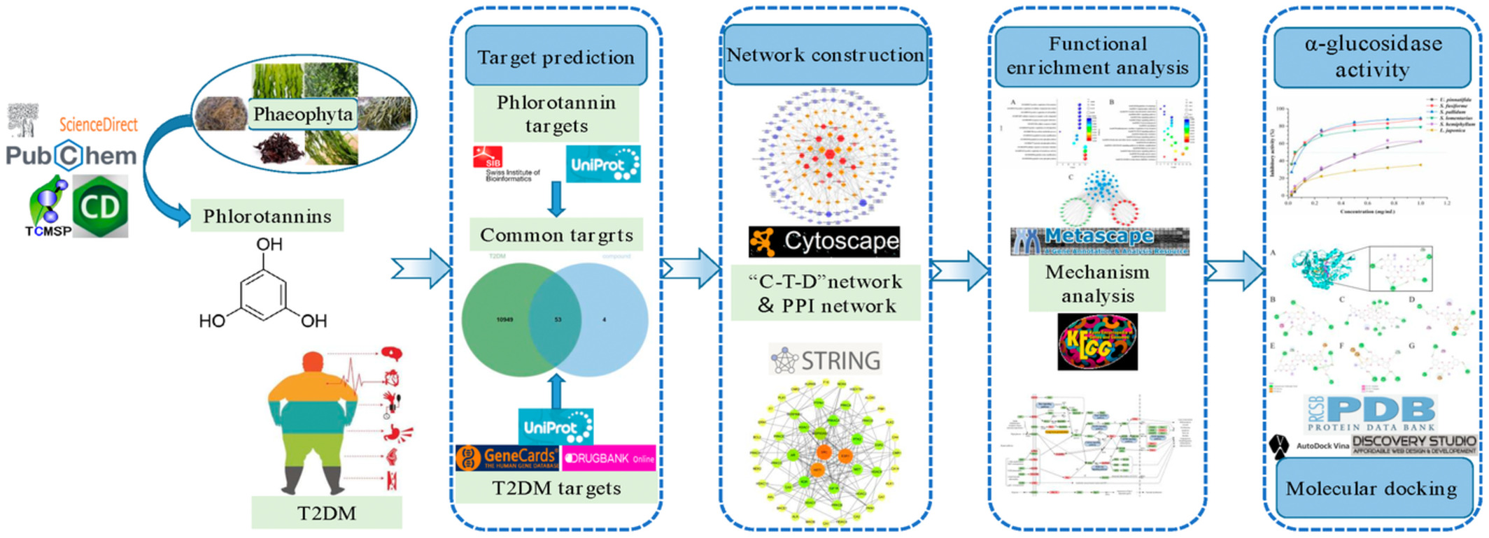 Systems pharmacology-based drug discovery and active mechanism of phlorotannins for type 2 diabetes mellitus by integrating network pharmacology and experimental evaluation