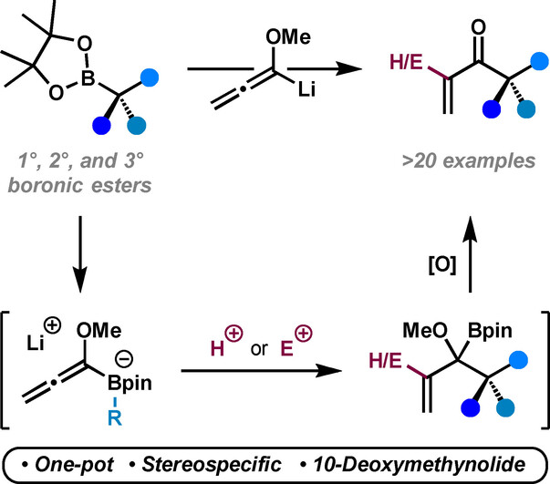 Stereospecific Conversion of Boronic Esters into Enones using Methoxyallene: Application in the Total Synthesis of 10-Deoxymethynolide