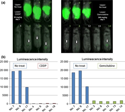 Establishment of a novel method to evaluate peritoneal microdissemination and therapeutic effect using luciferase assay