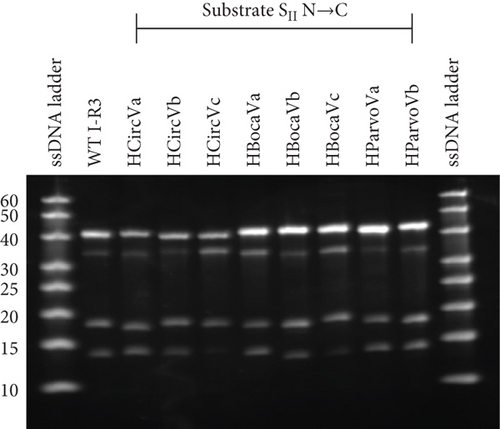 Details are in the caption following the image