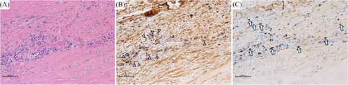 Details are in the caption following the image Details are in the caption following the image