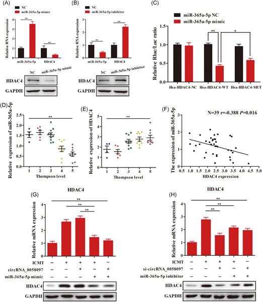 circRNA_0058097 promotes tension-induced degeneration of endplate chondrocytes by regulating HDAC4 expression through sponge adsorption of miR-365a-5p