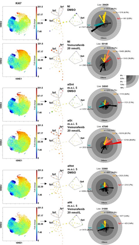 Overexpression of the human antigen R suppresses the immediate paradoxical proliferation of melanoma cell subpopulations in response to suboptimal BRAF inhibition