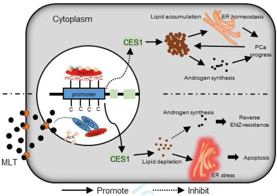Melatonin inhibits lipid accumulation to repress prostate cancer progression by mediating the epigenetic modification of CES1