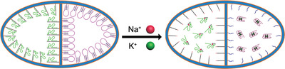 Functional nucleic acid engineered double-barreled nanopores for measuring sodium to potassium ratio at single-cell level