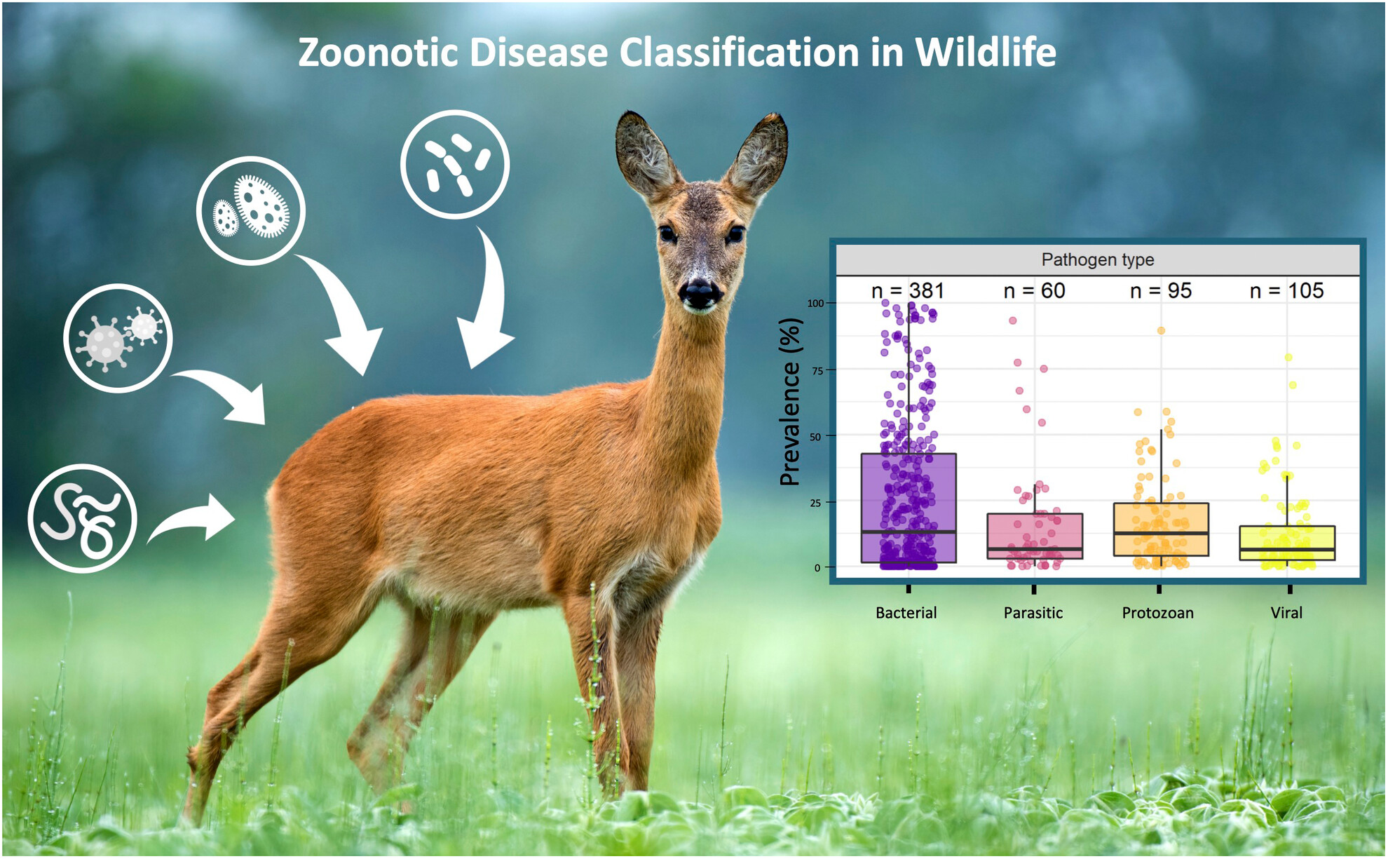Zoonotic disease classification in wildlife: a theoretical framework for researchers