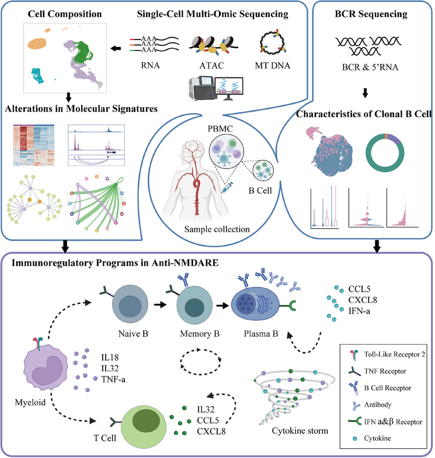 Immunoregulatory programs in anti-N-methyl-D-aspartate receptor encephalitis identified by single-cell multi-omics analysis