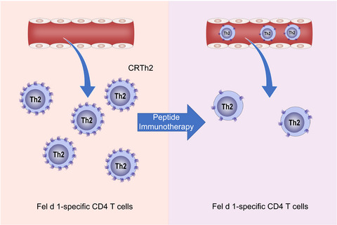 Modulation of CRTh2 expression on allergen-specific T cells following peptide immunotherapy