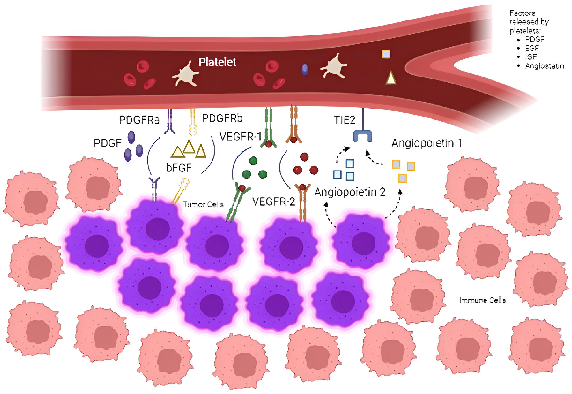 Characterization of the Pancreatic Neuroendocrine Neoplasm Immune Microenvironment