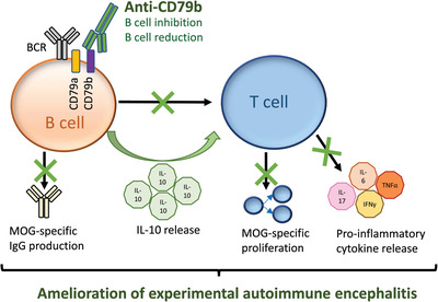 B-cell modulation with anti-CD79b antibodies ameliorates experimental autoimmune encephalitis in mice