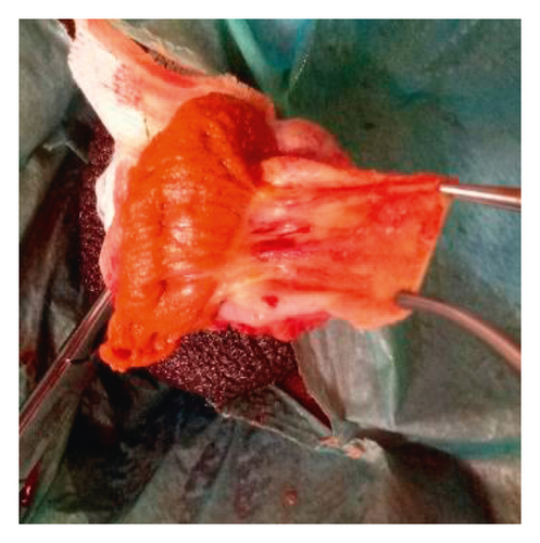 Details are in the caption following the image Details are in the caption following the image