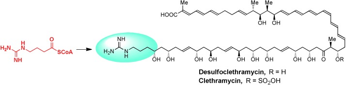 A Common Origin for Guanidinobutanoate Starter Units in Antifungal Natural Products