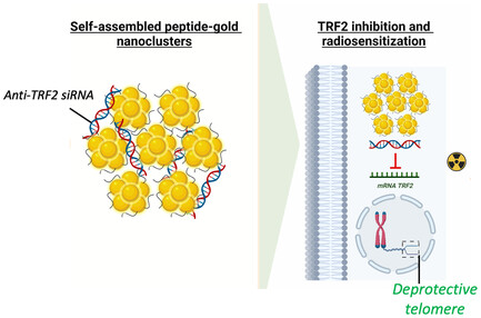 Self-Assembled Peptide-Gold Nanoclusters with SiRNA Targeting Telomeric Response to Enhance Radiosensitivity in Lung Cancer Cells